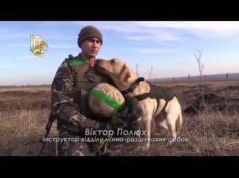Sapper Victor Polyuh and labrador "Lord" purify Donbass from the mines