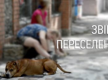 Animal-settlers: shelter for pets from the ATO zone in Berdyansk