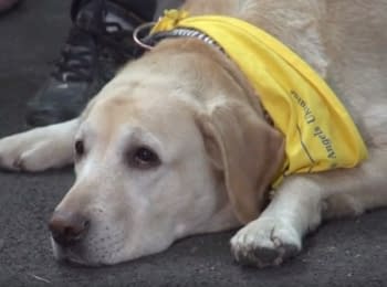 Украинский-канадский проект по психологической реабилитации бойцов АТО "Друг героя" Украинский-канадский проект по психологической реабилитации бойцов АТО "Друг героя"